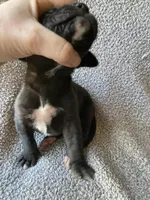 Black Male D, a female Great Dane for sale in Winchester, VA – Photo 3 of 4