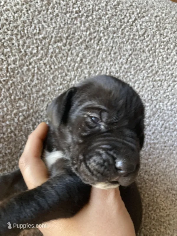 Black Male D, a female Great Dane for sale in Winchester, VA – Photo 1 of 4