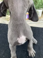 Blue Male, a male Great Dane for sale in Winchester, VA – 3 of 3