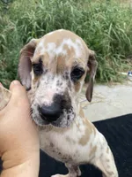 Fawn Harlequin Female, a female Great Dane for sale in Winchester, VA – 2 of 3