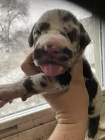 Harlequin Male, a male Great Dane for sale in Winchester, VA – Photo 3 of 6