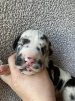 Harlequin Male, a male Great Dane for sale in Winchester, VA – Photo 4 of 6