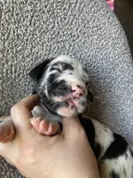 Harlequin Male, a male Great Dane for sale in Winchester, VA – Photo 2 of 6