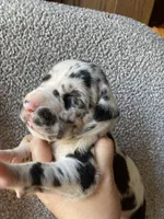 Harlequin Male, a male Great Dane for sale in Winchester, VA – Photo 1 of 6