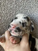 Harlequin Male, a male Great Dane for sale in Winchester, VA – Photo 5 of 6