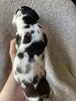 Harlequin Male, a male Great Dane for sale in Winchester, VA – Photo 6 of 6