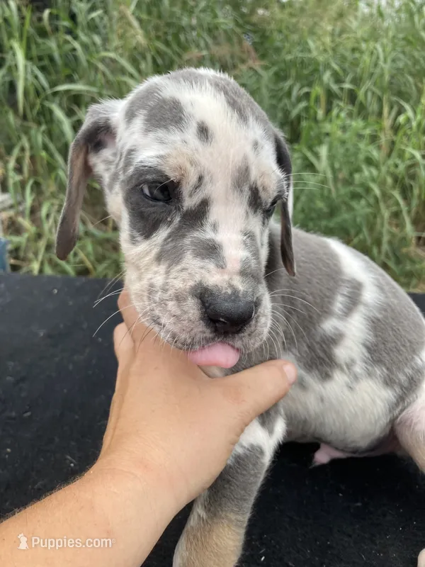 Tan Point Blue Harlequin Male – Great Dane puppy for sale in Winchester, VA