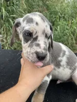 Tan Point Blue Harlequin Male, a male Great Dane for sale in Winchester, VA – 1 of 3