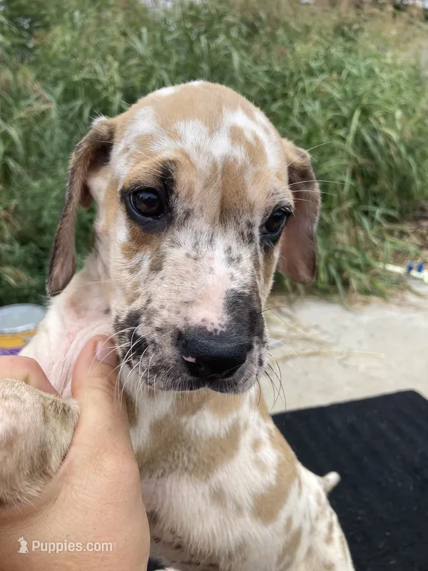 Fawn Harlequin Female – Great Dane puppy for sale in Winchester, VA