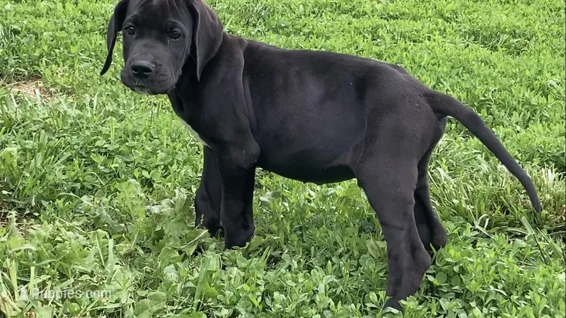 Black Male B – Great Dane puppy for sale in Winchester, VA