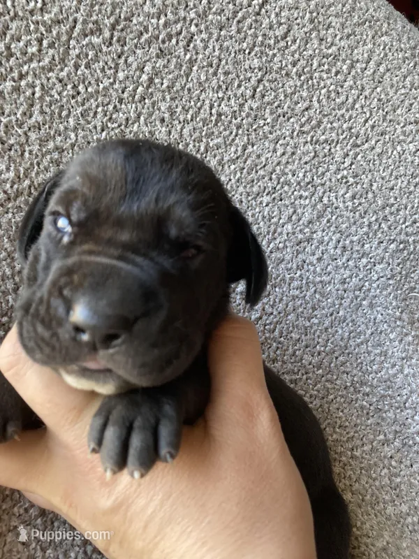 Black Male B, a male Great Dane for sale in Winchester, VA – Photo 1 of 2