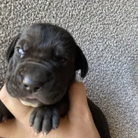 Black Male B, a male Great Dane for sale in Winchester, VA – Photo 3 of 4