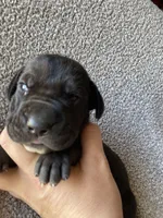 Black Male B, a male Great Dane for sale in Winchester, VA – Photo 1 of 2