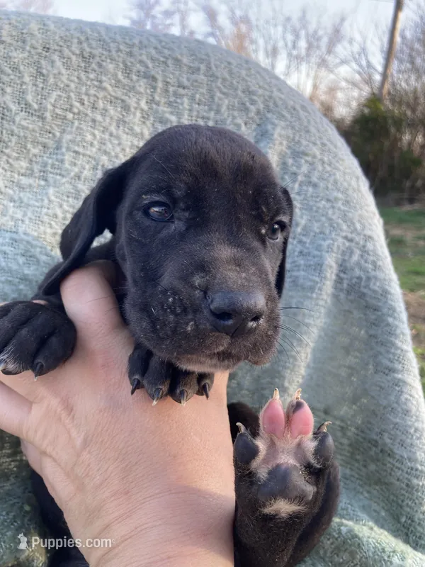 Black Male B – Great Dane puppy for sale in Winchester, VA