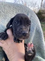Black Male B, a male Great Dane for sale in Winchester, VA – Photo 1 of 4