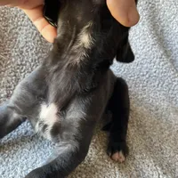 Black Male B, a male Great Dane for sale in Winchester, VA – Photo 4 of 4