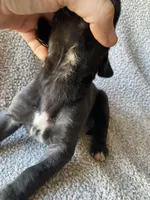 Black Male B, a male Great Dane for sale in Winchester, VA – Photo 2 of 2