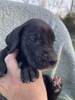 Black Male B, a male Great Dane for sale in Winchester, VA – Photo 2 of 4