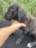 Black Female B, a female Great Dane for sale in Winchester, VA – 2 of 3