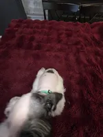 J's Green Collar, a male Miniature Schnauzer for sale in Oklahoma City, OK – 6 of 8