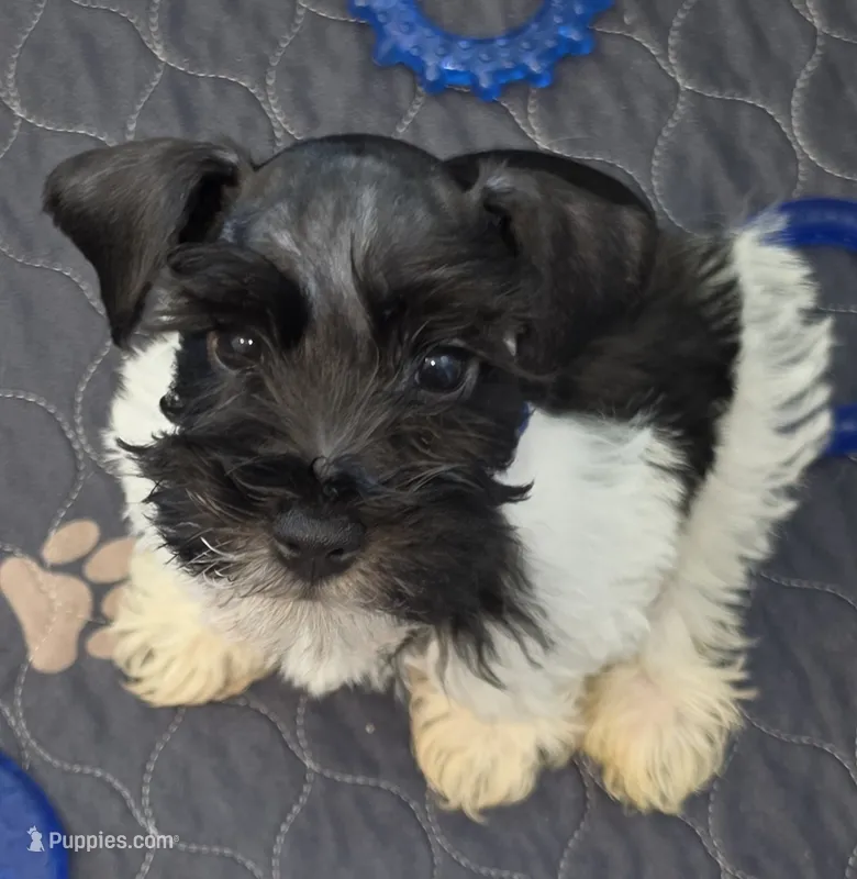 J's Blue Collar – Miniature Schnauzer puppy for sale in Oklahoma City, OK