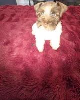 J's Dark Pink Collar, a female Miniature Schnauzer for sale in Oklahoma City, OK – 8 of 8