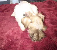 J's Light Pink Collar, a female Miniature Schnauzer for sale in Oklahoma City, OK – 3 of 7