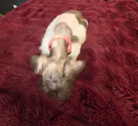 J's Dark Pink Collar, a female Miniature Schnauzer for sale in Oklahoma City, OK – 5 of 8