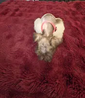 J's Dark Pink Collar, a female Miniature Schnauzer for sale in Oklahoma City, OK – 4 of 8