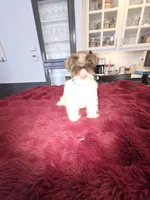 J's Light Pink Collar, a female Miniature Schnauzer for sale in Oklahoma City, OK – 6 of 7