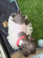 J's Dark Pink Collar, a female Miniature Schnauzer for sale in Oklahoma City, OK – 6 of 8