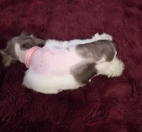 J's Light Pink Collar, a female Miniature Schnauzer for sale in Oklahoma City, OK – 4 of 7