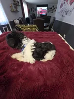J's Blue Collar, a male Miniature Schnauzer for sale in Oklahoma City, OK – 4 of 7