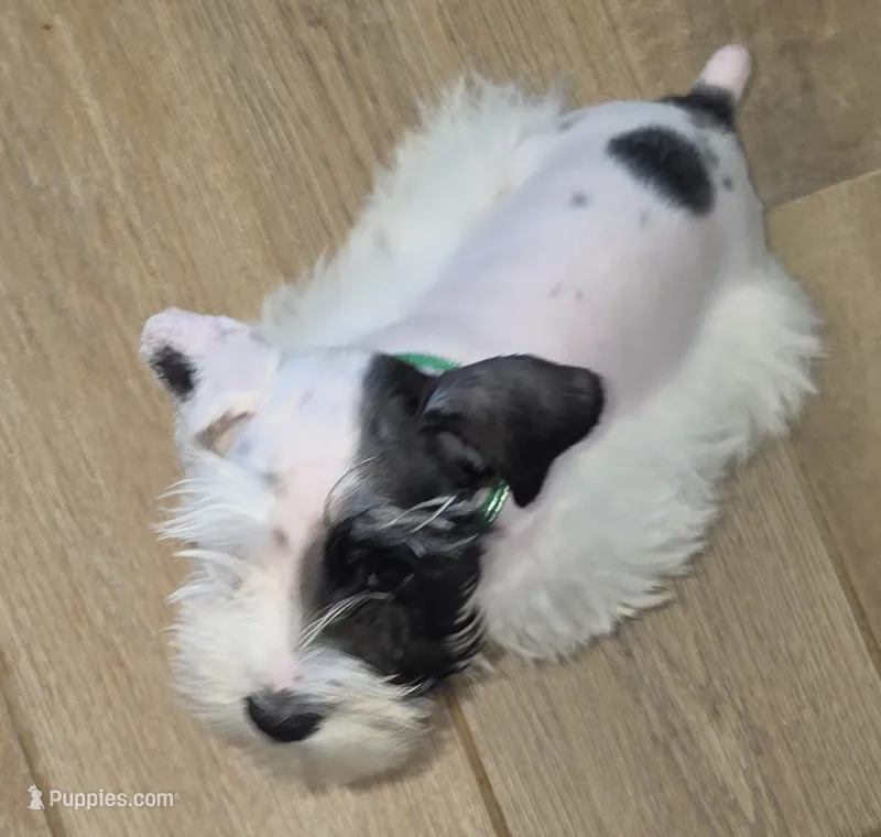 J's Green Collar – Miniature Schnauzer puppy for sale in Oklahoma City, OK