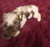 J's Yellow Collar, a female Miniature Schnauzer for sale in Oklahoma City, OK – 5 of 6