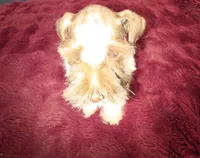 J's Light Pink Collar, a female Miniature Schnauzer for sale in Oklahoma City, OK – 5 of 7