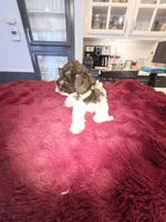 J's Light Pink Collar, a female Miniature Schnauzer for sale in Oklahoma City, OK – 7 of 7