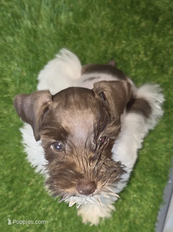 J's Light Pink Collar – Miniature Schnauzer puppy for sale in Oklahoma City, OK