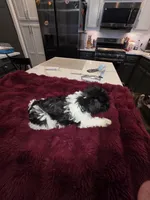 J's Blue Collar, a male Miniature Schnauzer for sale in Oklahoma City, OK – 6 of 7