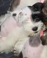 J's Green Collar, a male Miniature Schnauzer for sale in Oklahoma City, OK – 2 of 8