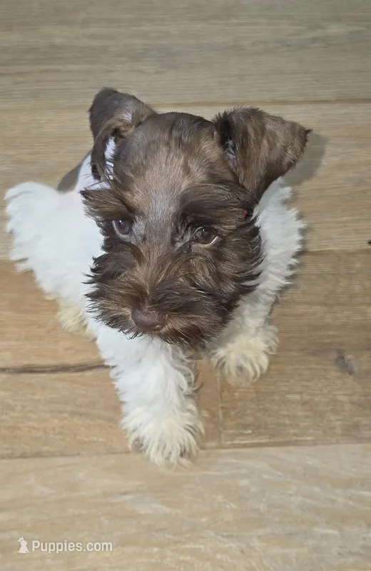 J's Dark Pink Collar – Miniature Schnauzer puppy for sale in Oklahoma City, OK