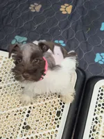 J's Dark Pink Collar, a female Miniature Schnauzer for sale in Oklahoma City, OK – 1 of 8