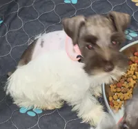 J's Light Pink Collar, a female Miniature Schnauzer for sale in Oklahoma City, OK – 2 of 7