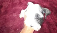J's Green Collar, a male Miniature Schnauzer for sale in Oklahoma City, OK – 4 of 8
