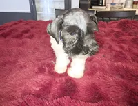 J's Blue Collar, a male Miniature Schnauzer for sale in Oklahoma City, OK – 3 of 7
