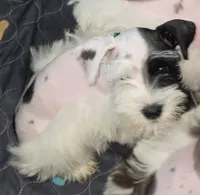 J's Green Collar, a male Miniature Schnauzer for sale in Oklahoma City, OK – 7 of 8