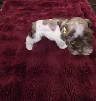 J's Yellow Collar, a female Miniature Schnauzer for sale in Oklahoma City, OK – 6 of 6