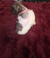 J's Dark Pink Collar, a female Miniature Schnauzer for sale in Oklahoma City, OK – 2 of 8