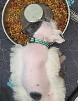 J's Green Collar, a male Miniature Schnauzer for sale in Oklahoma City, OK – 5 of 8