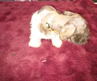 J's Yellow Collar, a female Miniature Schnauzer for sale in Oklahoma City, OK – 2 of 6